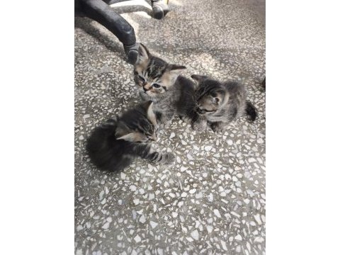 Kırma iran kedisi yavrusu