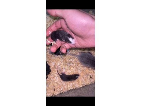 5 adet erkek rat yavrusu