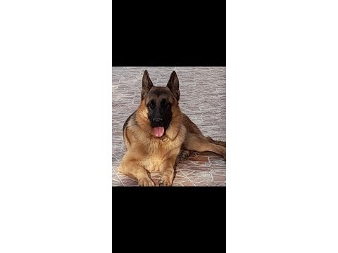 7 aylık ve yetişkin secereli alman çoban köpeklerimiz