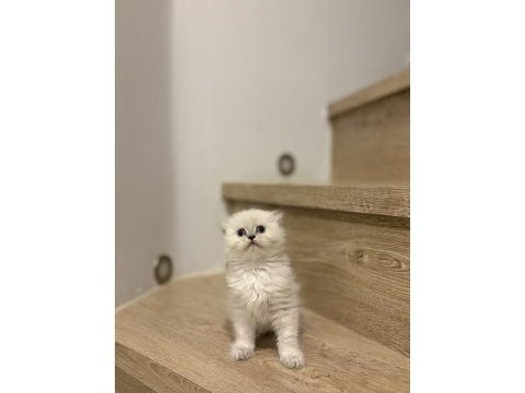 Scottısh fold longhaır yavrularım 