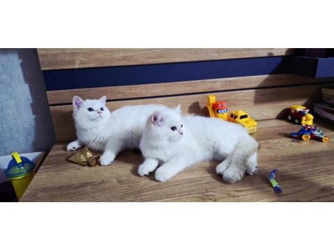 British shorthair süper kalite