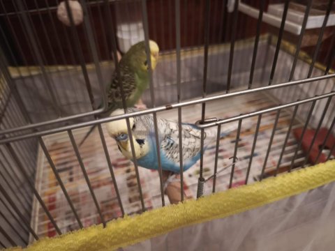 Muhabbet kuşu dişi ve erkek 1 yaşında