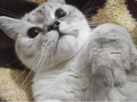 British shorthair cinsi oğlumuza yeni yuva arıyoruz