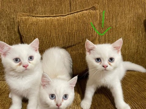 Antalyada mavi gözlü beyaz british shorthair