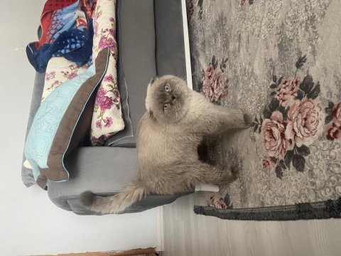 1.5 yaşında scottish fold uyguna sahiplendirilecek