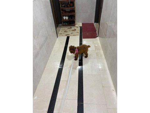 2 erkek poodle