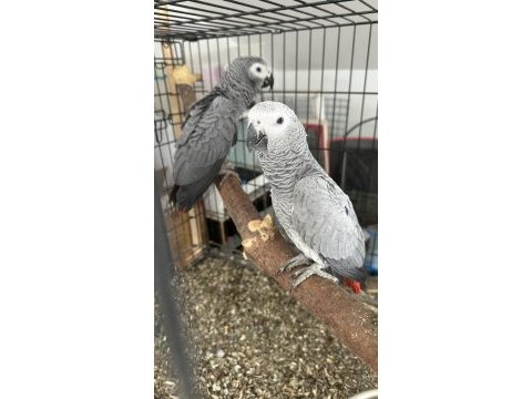 Bebek jako papağanları