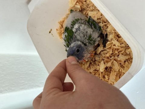 El besleme bebek gökkuşağı lori bebeklerimiz