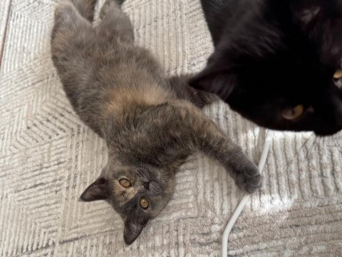 Tüyleri puf puf british shorthair kızım safiş