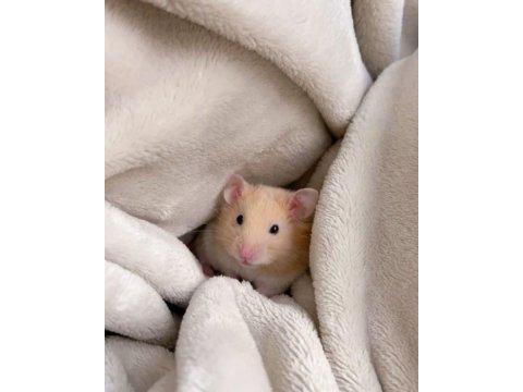 Hamster gonzales yavrularımız heryere gönderim