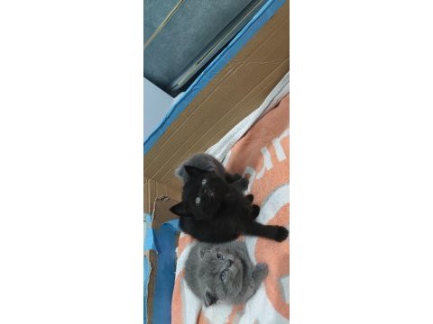Tatlış british shorthair miniklerimiz
