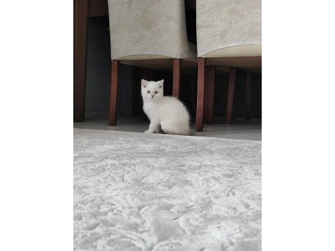Brıtısh longhaır beyaz yavru