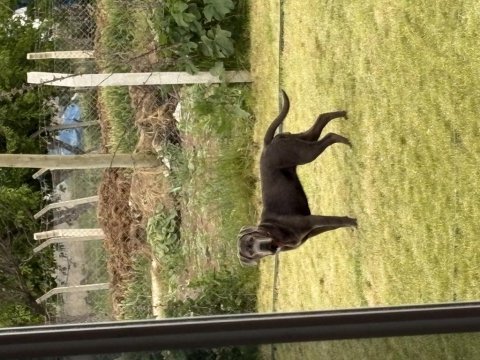Cane corso blue
