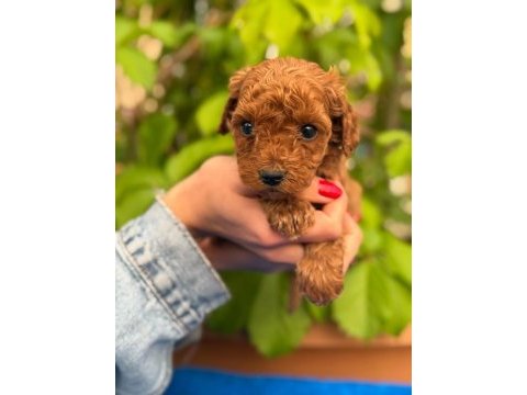 A kalite sağlık ırk garantili toy poodle yavrularım