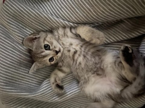 2 aylık british shorthair yavruma yuva arıyorum