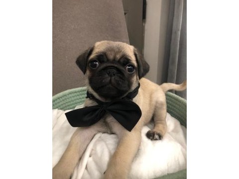 İki dişi ve bir erkek üst kalite pug mops bebekler