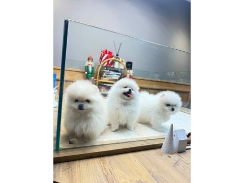Sağlık ve ırk garantili kore pomeranian