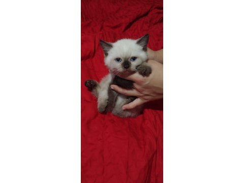 British blue point shorthair yavrularımız