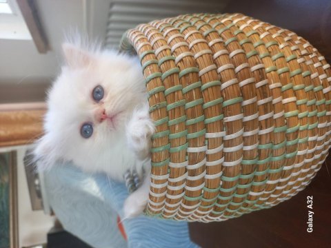 Pamuk chinchilla bebekler