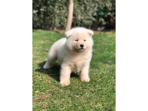 %100 safkan beyaz akita yavruları