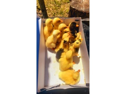 Ördek yavruları sorunsuz sağlıklı