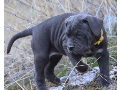 Fcı-kıf secereli safkan cane corso yavrular