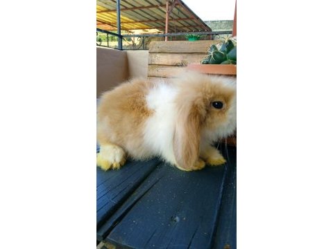 Teddy lop tavşanı yavrular
