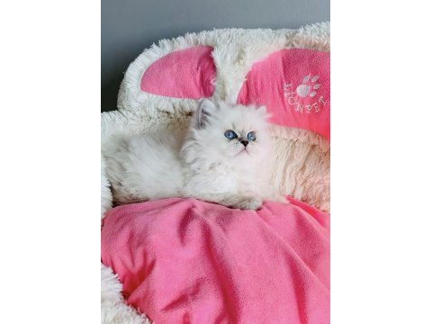 Değerini bilene ns1133 brıtısh longhair bebeğim 