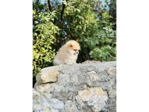 Yavru pomeranian köpeğimiz sağlık ve ırk garantilidir