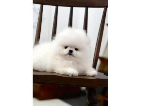 Pomeranian boo mini ayıcıklardan biri sizin olsun