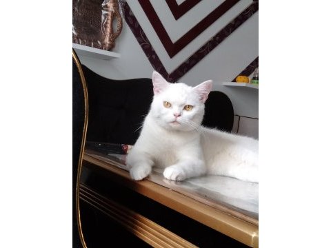 10.5 aylık british shorthair