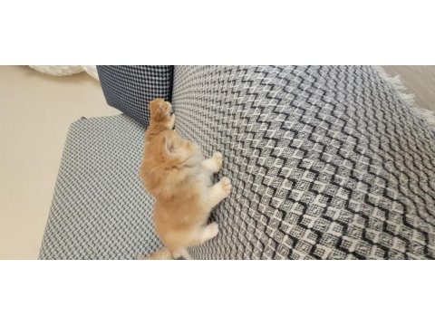 Rezerveye açık british shorthair ny12