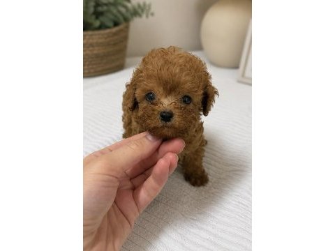 En miniği kore maltipoo