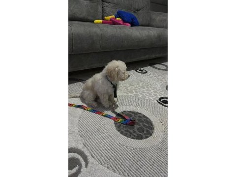 Bebek maltipoo