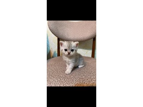 1 aylık gümüş gri yavru kedimiz