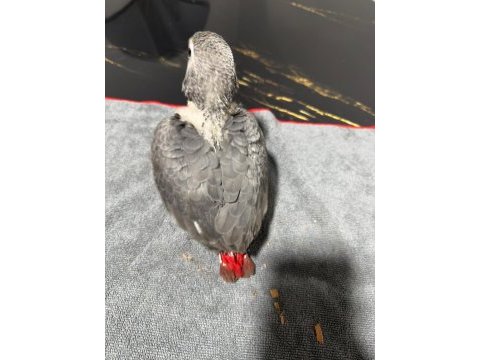 Evlat gibi bebek jako