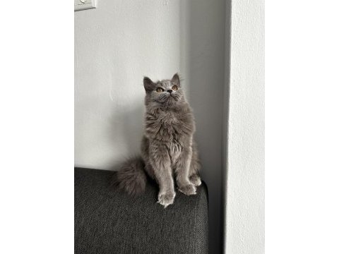 6 aylık gri british shorthair yavru