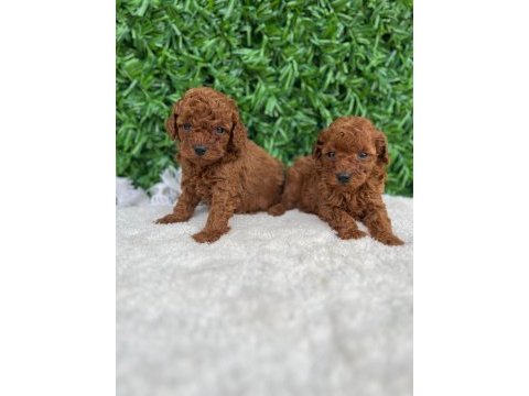 Toy poodle baby