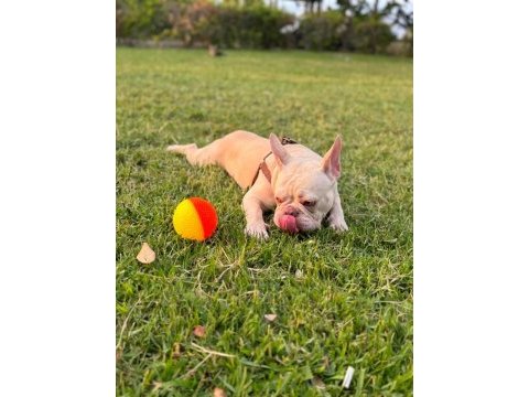 Şehir değişikliği nedeniyle sahiplendirilecek french bulldog