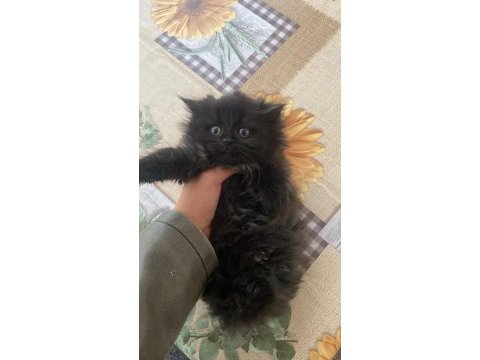 2 aylık scottish fold kırması yavru