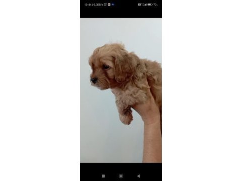 Maltipoo red yavrular