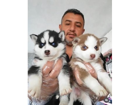 Yakışıklı husky yavrular