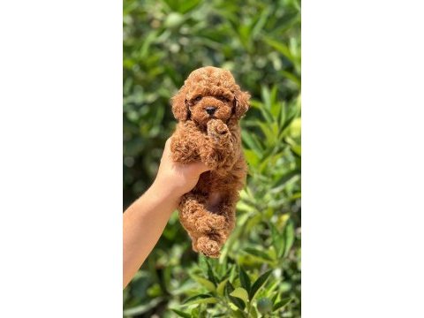 Sevgi tadında kore toy poodle bebekler 