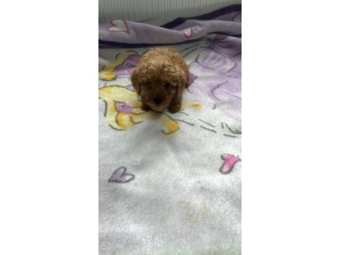 2 aylık poodle köpeği