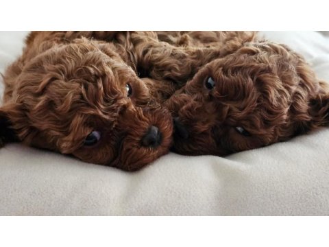Poodle yavrularım yeni sahibini bekliyor
