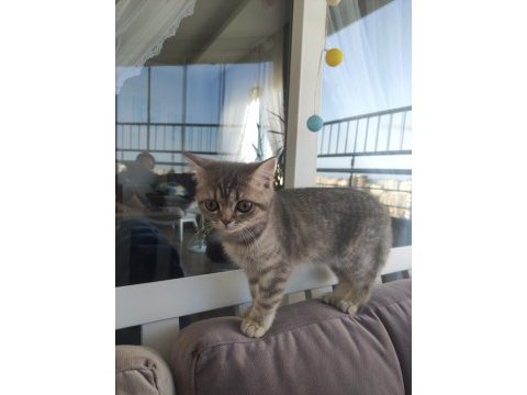 4 aylık british shorthair