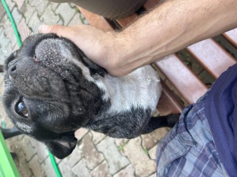Akıl küpü bulldog köpeğimiz