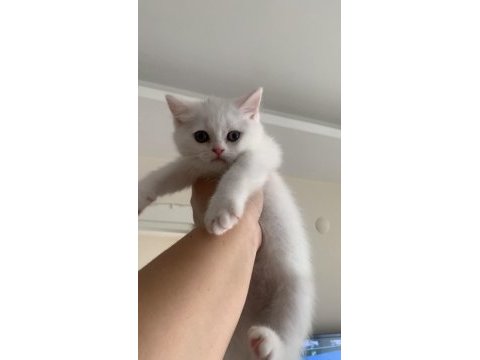 Acil uygun puanlı dişi british shorthair yavru