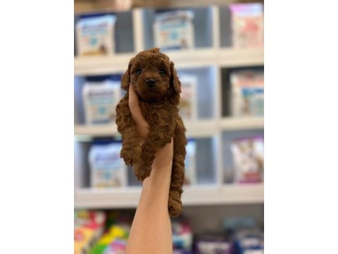 Erkek kore poodle