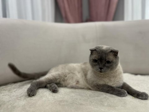 Blue point scottish fold dişi